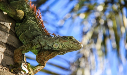 Teaching Your Children to Be Comfortable Around Pet Reptiles