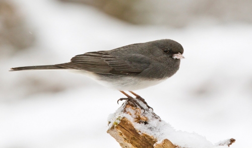 Goldfinch americano - las cosas salvajes del condado de Coles - Universidad de la extensión de Illinois que sirve los condados de Coles, de Cumberland, de Douglas, de Moultrie y de Shelby