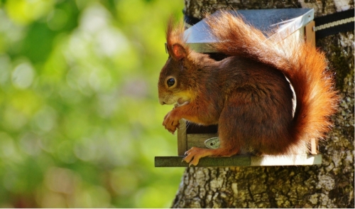 When small animals attack!...your birdfeeder