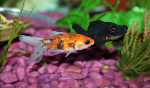 Steps to Take Before Adding Fish to a New Tank