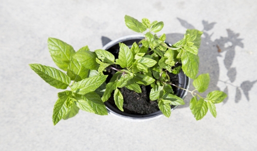 Tips for Growing Herbs Indoors