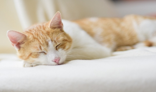 Why Cats Sleeps So Much