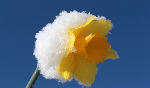 Protecting Plants From Frost