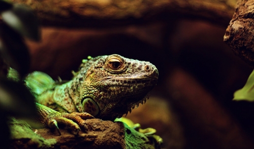 Help! I Think My Reptile Is Dehydrated!