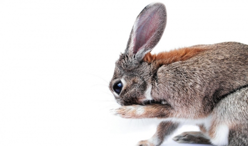 Grooming Tips for Rabbits