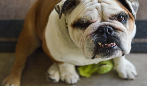 Helping Your Dog With an Overbite