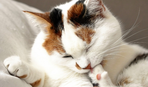 How To Stop Or Minimize Excessive Shedding