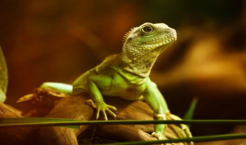 Reptile Health Checklist – Annual Reptile Home Health Exam