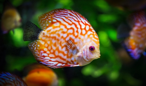 Aquarium Setup Tricks/ Design Ideas