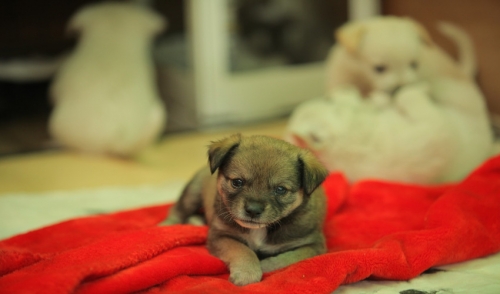 Introducing Your Puppy to Your Dogs
