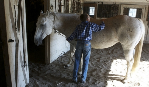 Grooming Tips: How to Shed Out Your Horse's Winter Coat