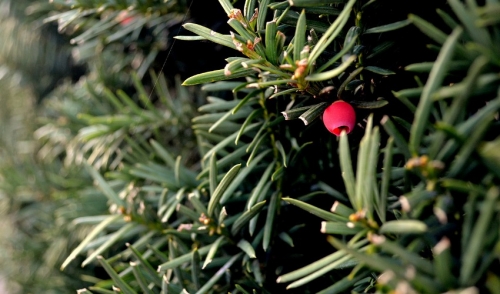 how to preserve your christmas tree louisiana nursery how to preserve your christmas tree louisiana nursery