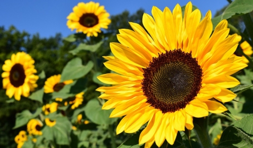 Five Ideas for Fall Flowers