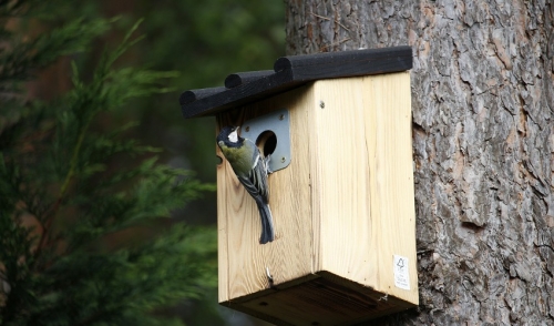 How to Prepare For Summer Birds