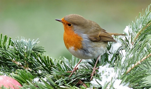 How to Prepare Wild Birds for Winter