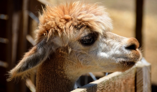 The Low-Down on Lovin' Llamas