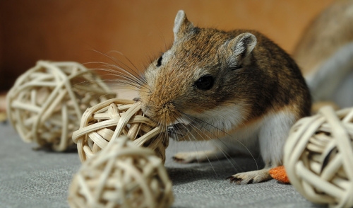 Gerbil Social Behaviors: Introducing a New Cage