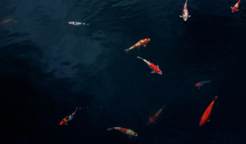 What To Do When Your Fish Are Always Hiding