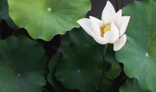 Where Does Your (Water) Garden Grow?