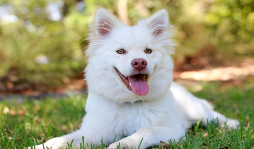 Correcting Your Dog From Lifting His Leg