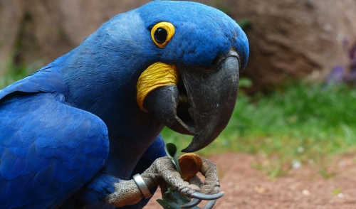 Parrot Beak Care 101