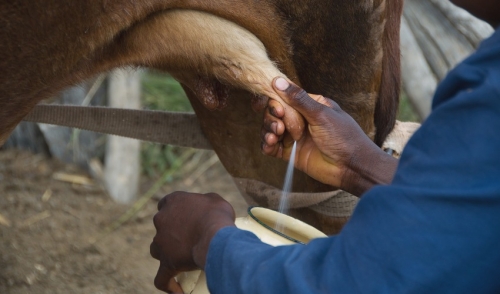 Four Basic Steps To Milking A Cow By Hand