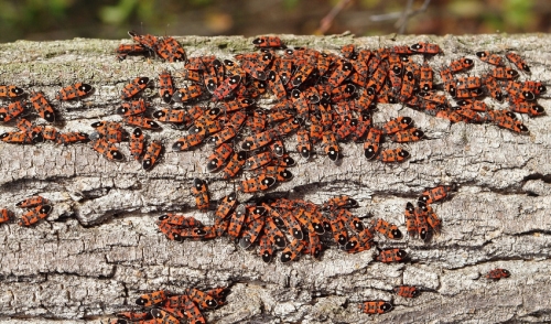 Chinch Bug Solutions