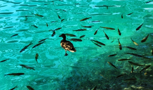 What to Do With Your Fish When Cleaning Your Pond