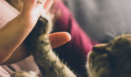 Petting Your Cat