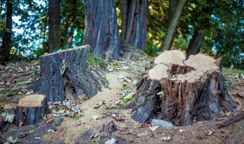 Three Steps To Getting Out That Pesky Stump