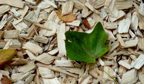 Trying To Save Money On Mulch? Safe Brush Chipping Is For You