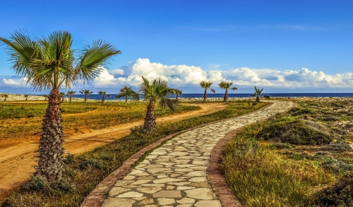 Common Palm Tree Problems and How to Fix Them