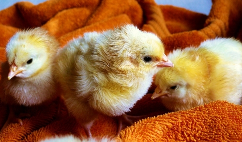 Chick Days!