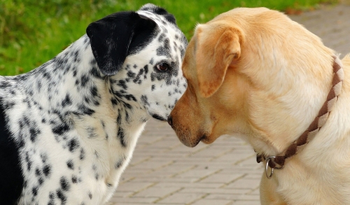 How to Stop Your Dog From Bullying Other Dogs