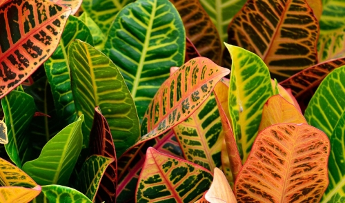 Landscaping With Crotons