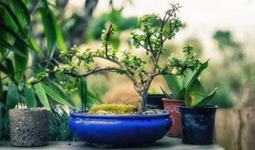 Bonsai Basics for Beginners