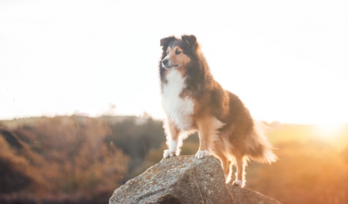 Best Ways to Get Rid of and Prevent Fleas and Ticks