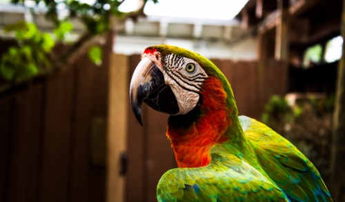 Bringing Home Your New Bird Checklist