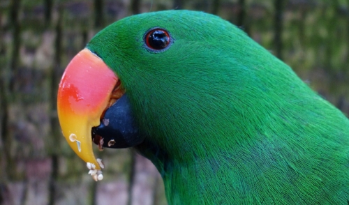 Training Your Pet to Be Fearless