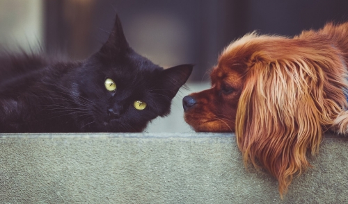 Why It's Important to Adopt a Pet