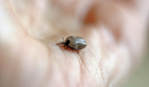 Natural Remedies to Scare Off Ticks