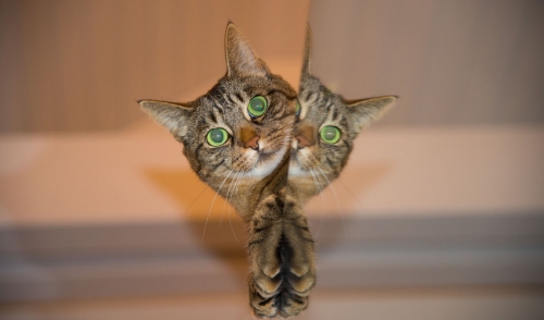 How to Introduce New Cats