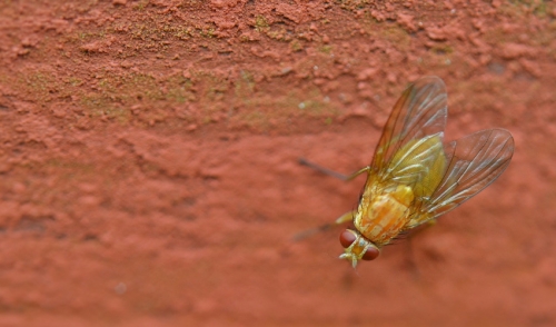 General Fly Control for Property, Yards and Farm