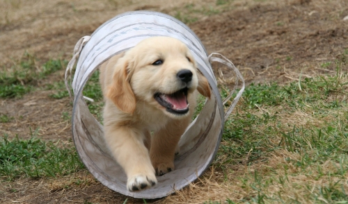 Most Hyper Dog Breeds