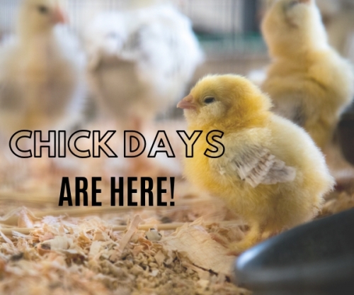 Taking Baby Chick Orders!