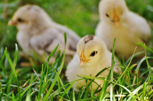 2017 Poultry Order Form