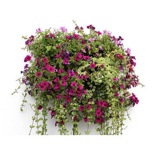 10% Off All Hanging Baskets