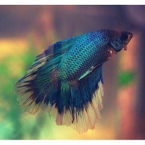FREE Betta with Purchase of Set-Up