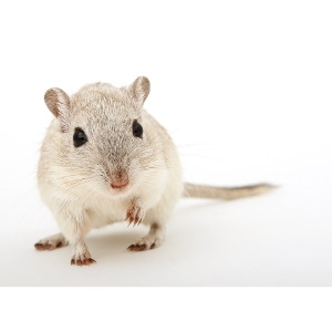 Free Gerbil with Purchase of Small Animal Cage