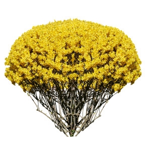 $5 Off Forsythia Bushes